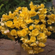 Бегония Sun Dancer Yellow SunDancerYellow фото 2