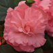 Бегония Marquee Pink New2027 pro-MarqueeRuffledPink-500 фото 2