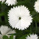 Гвоздика китайска Ideal Select White pro-IdealSelectWhite-1000 фото 1