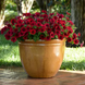Петуния Easy Wave F1 Red Velour pro-EasyWaveRedVel-100 фото 3