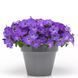 Петуния Easy Wave F1 Lavender Sky Blue EasyWaveLavenderSkyBlue фото 1