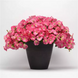 Петунія Easy Wave F1 Rosy Dawn EasyWaveRosyDawn фото 1