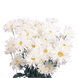 Ромашка Crazy Daisy CrazyDaisy фото 2