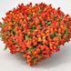 Львиный зев Candy Showers F1 Orange pro-CandyShowersOrange-1000 фото 2