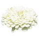 Циннія Benary's Giant White pro-Benary'sGiantWhite-500 фото 2
