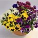 Виола Inspire DeluXXe F1 Blotch Mix InspireDeluXXeBlotchMix фото 1