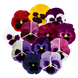 Виола Inspire DeluXXe F1 Blotch Mix InspireDeluXXeBlotchMix фото 2
