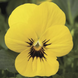 Вiола рогатая Penny F1 Yellow Blotch PennyYellowBlotch фото 1