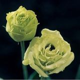Еустома Croma F1 Green 3 imp pro-euscrof1gre3-1000 фото