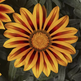 Газанія Frosty Kiss F1 Orange Flame pro-gazfrokisf1orafla-1000 фото