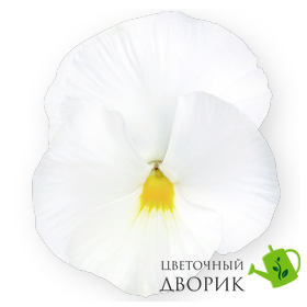 Вiола Inspire DeluXXe F1 White  pro-InspireDeluXXeWhite-500 фото