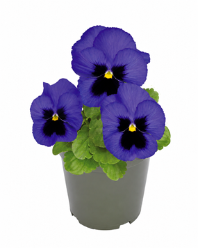 Віола Inspire Plus F1 Blue Blotch pro-vioinspluf1blublo-500 фото