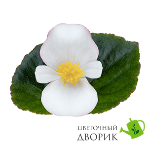 Бегонія Wookie F1 White Splash New2027 WookieWhiteSplash-5 фото