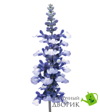 Сальвія Fairy Queen pro-FairyQueen-1000 фото