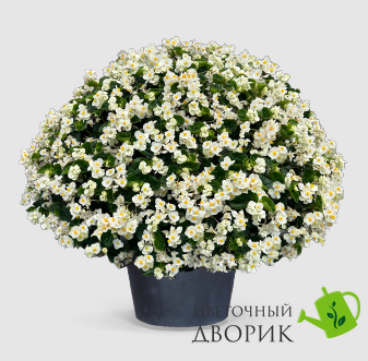 Бегония Big F1 White Green Leaf pro-begbigf1whigrelea-500 фото