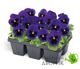 Віола Inspire Plus F1 Blue Blotch pro-vioinspluf1blublo-500 фото