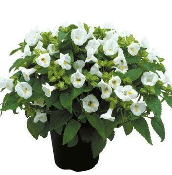 Торения Little Kiss F1 White pro-LittleKissWhite-1000 фото