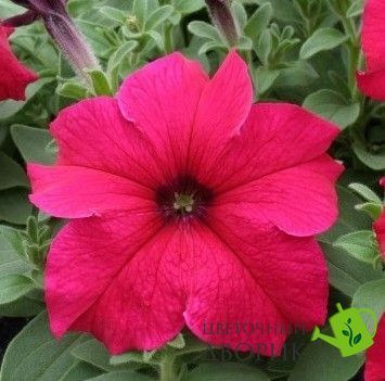 Петунiя Prism F1 Deep Rose pro-PrismDeepRose-1000seed фото