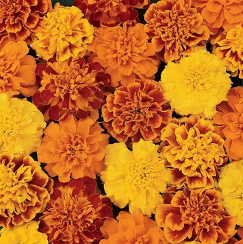 Тагетес Bonanza Mix BonanzaMix фото