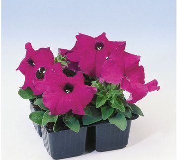 Петуния Tango F1 Violet pro-TangoViole-1000dr фото