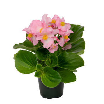 Бегонія Mega Cool F1 Pink pro-MegaCoolPink-1000 фото
