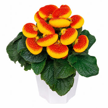 Кальцеолярия Dainty F1 Red and Yellow DaintyRedandYellow фото