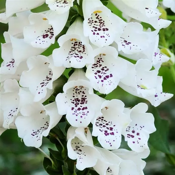 Наперстянка Dalmatian White pro-napdalwhi-500 фото