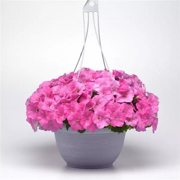 Петунія E3 Easy Wave F1 Pink E3EasyWavePink фото