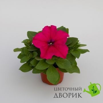Петуния Espresso Grande F1 Deep Rose EspressoGrandeDeepRose-10 фото