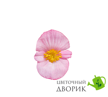 Бегонія Mega Cool F1 Pink pro-MegaCoolPink-1000 фото
