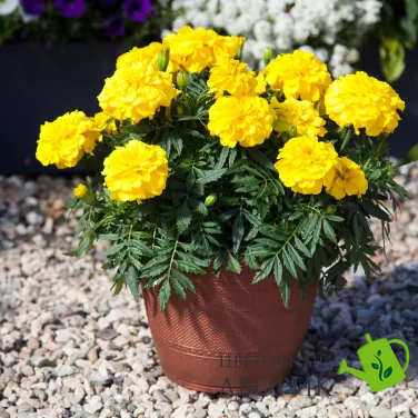 Тагетес Endurance F1 Yellow pro-EnduranceYellow-1000seed фото