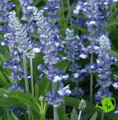 Сальвія Fairy Queen pro-FairyQueen-1000 фото