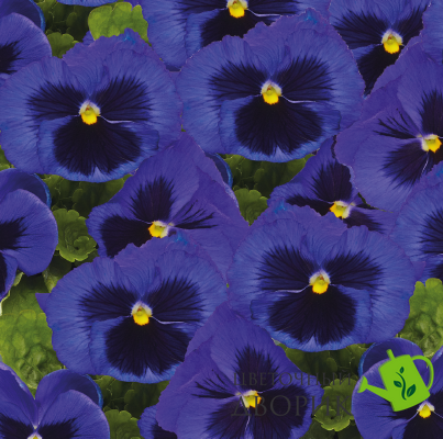 Віола Inspire Plus F1 Blue Blotch pro-vioinspluf1blublo-500 фото