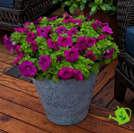 Петунія Damask F1 Purple pro-petdamf1pur-1000 фото