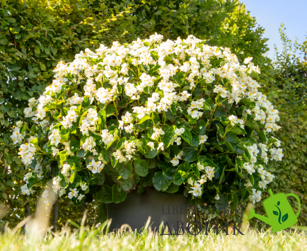 Бегония Big F1 White Green Leaf pro-begbigf1whigrelea-500 фото