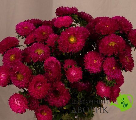 Айстра Fan Deep Rose FanDeepRose фото