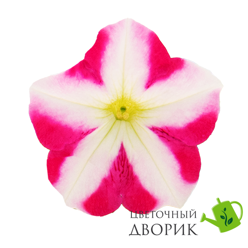 Петунія Success! TR F1 Rose Star pro-SUCCESS!TRRoseStar-500 фото