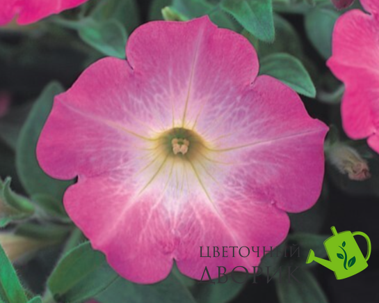 Петунія Opera Supreme F1 Pink Morn OperaSupremePinkMorn фото