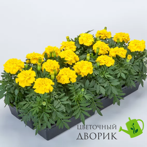 Тагетес Endurance F1 Yellow pro-EnduranceYellow-1000seed фото