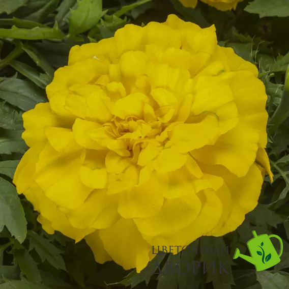 Тагетес Endurance F1 Yellow pro-EnduranceYellow-1000seed фото