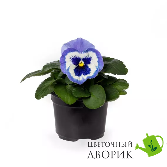 Виола Delta Pro F1 Marina  DeltaProYellowwithRedWing фото