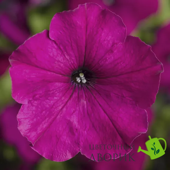 Петунія Damask F1 Purple pro-petdamf1pur-1000 фото