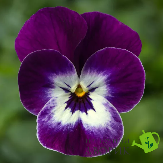 Віола Penny Pro Violet Face pro-PennyProVioletFace-1000 фото