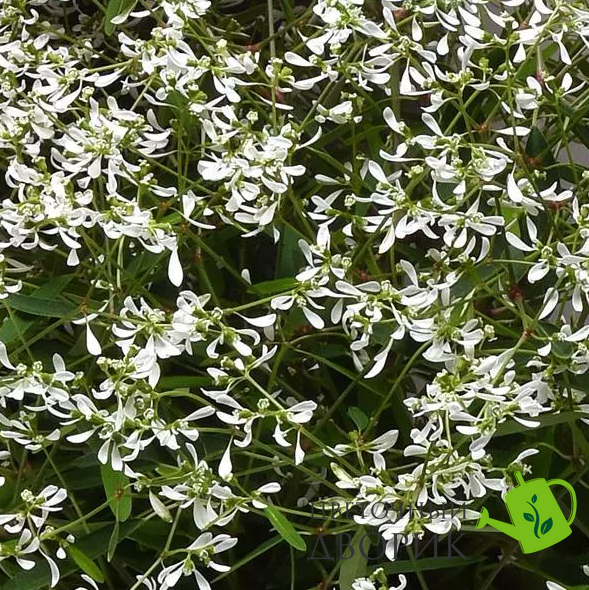 Эуфорбия Glamour eufobyGramour фото