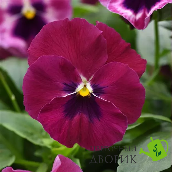 Віола Top Wave Rose Blotch pro-TopWaveRoseBlotch-100 фото