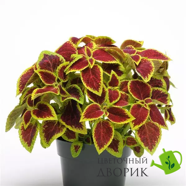 Колеус Premium Sun Crimson Gold kolpresuncrigol-5 фото