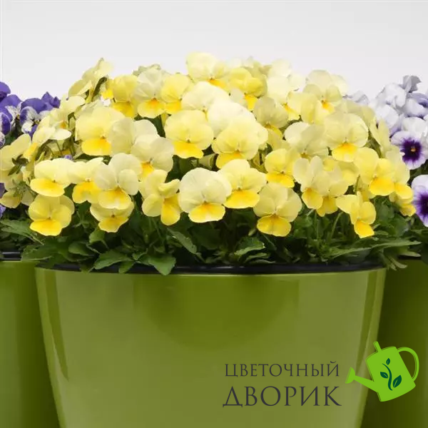 Віола Sorbet XP Lemon Chiffon pro-SorbetXPLemonChiffon-1000 фото