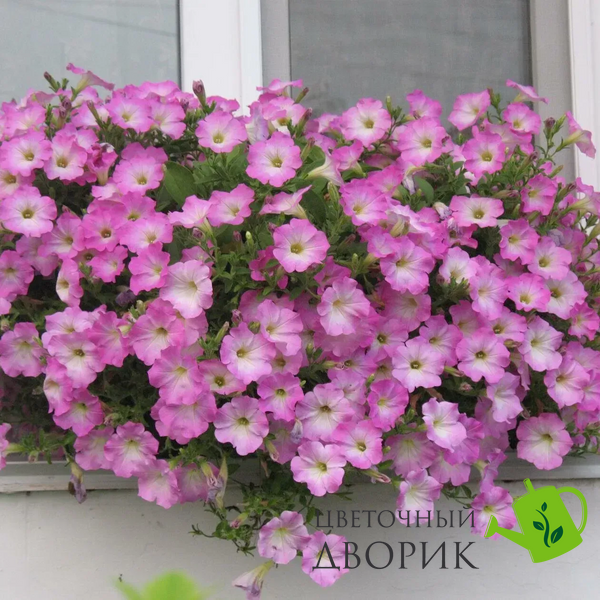 Петунія Opera Supreme F1 Pink Morn OperaSupremePinkMorn фото
