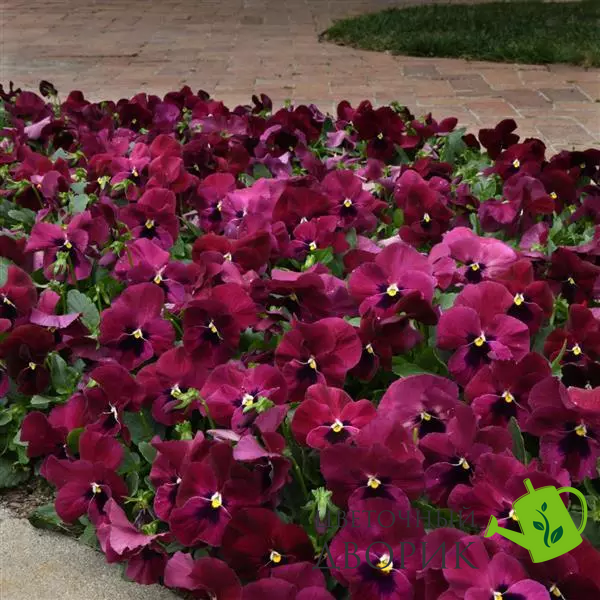 Віола Top Wave Rose Blotch pro-TopWaveRoseBlotch-100 фото
