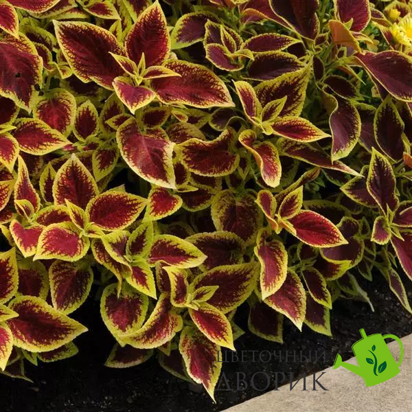 Колеус Premium Sun Crimson Gold kolpresuncrigol-5 фото